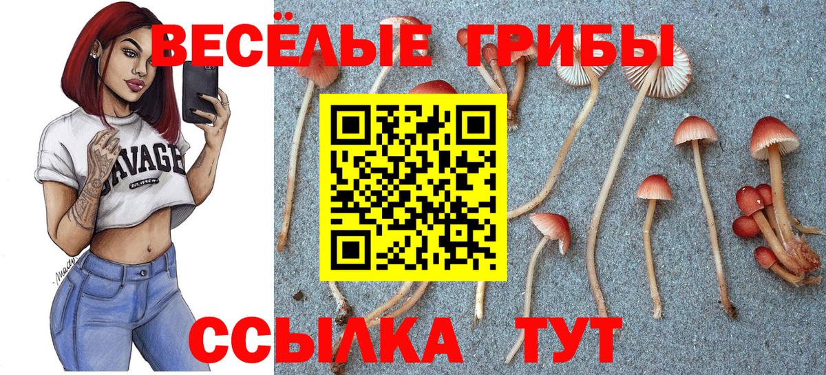 Псилоцибиновые грибы Cubensis  Вход с VPN  Кириши 